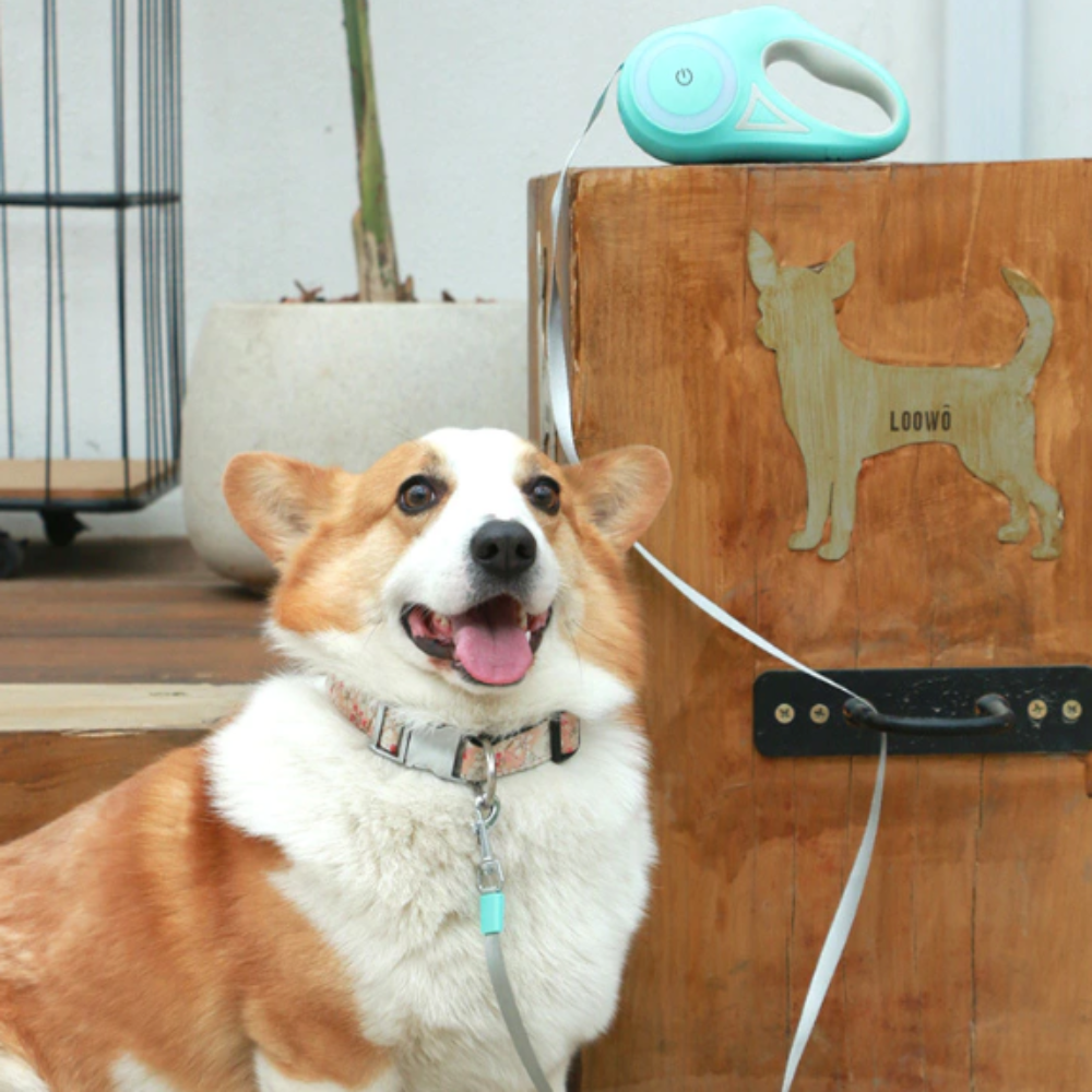 automatic retractable lighting dog leash – this | dropsona - neutral - material texture