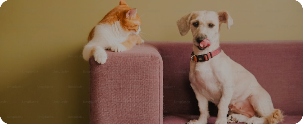 Pets